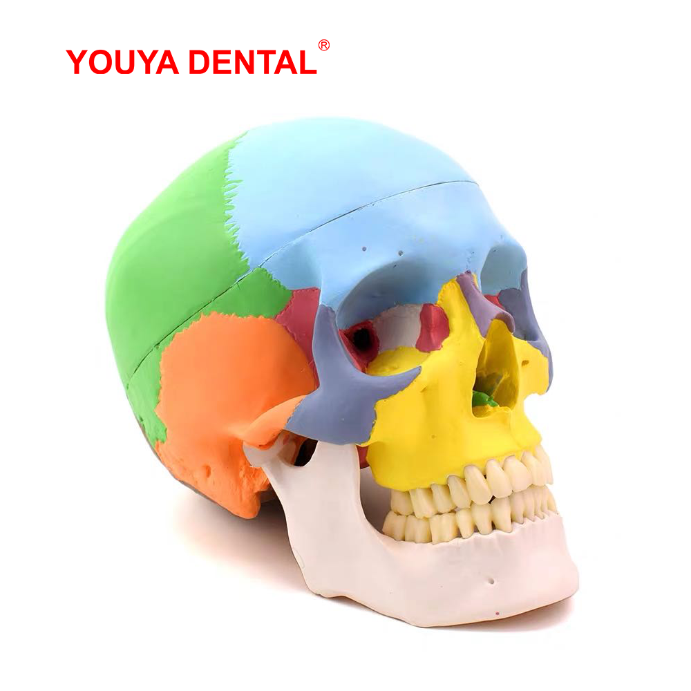 3D Printing Orthodontics - Con Người Trưởng Thành Đầu Lâu