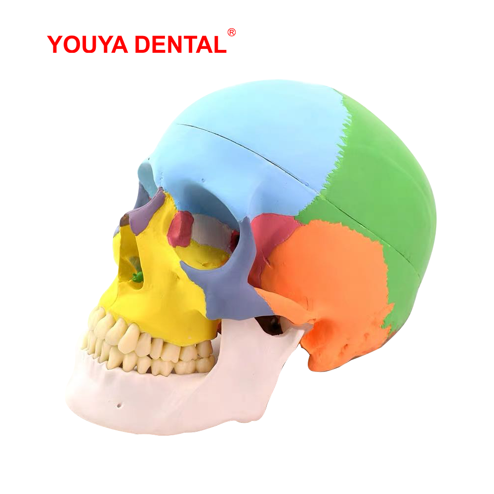 Con Người Trưởng Thành Đầu Lâu - đánh giá và giá 3D Printing Orthodontics