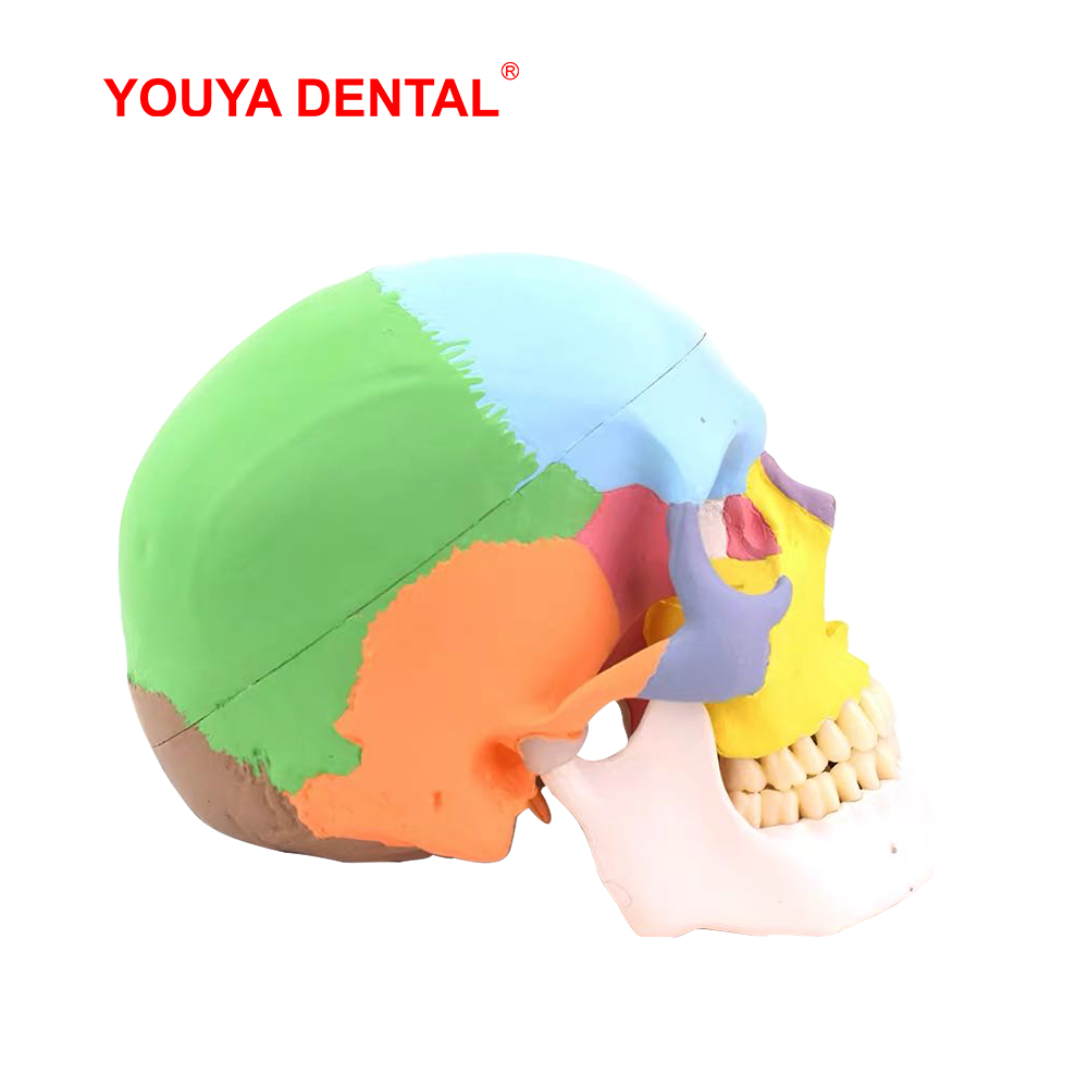 Con Người Trưởng Thành Đầu Lâu - đánh giá và giá 3D Printing Orthodontics