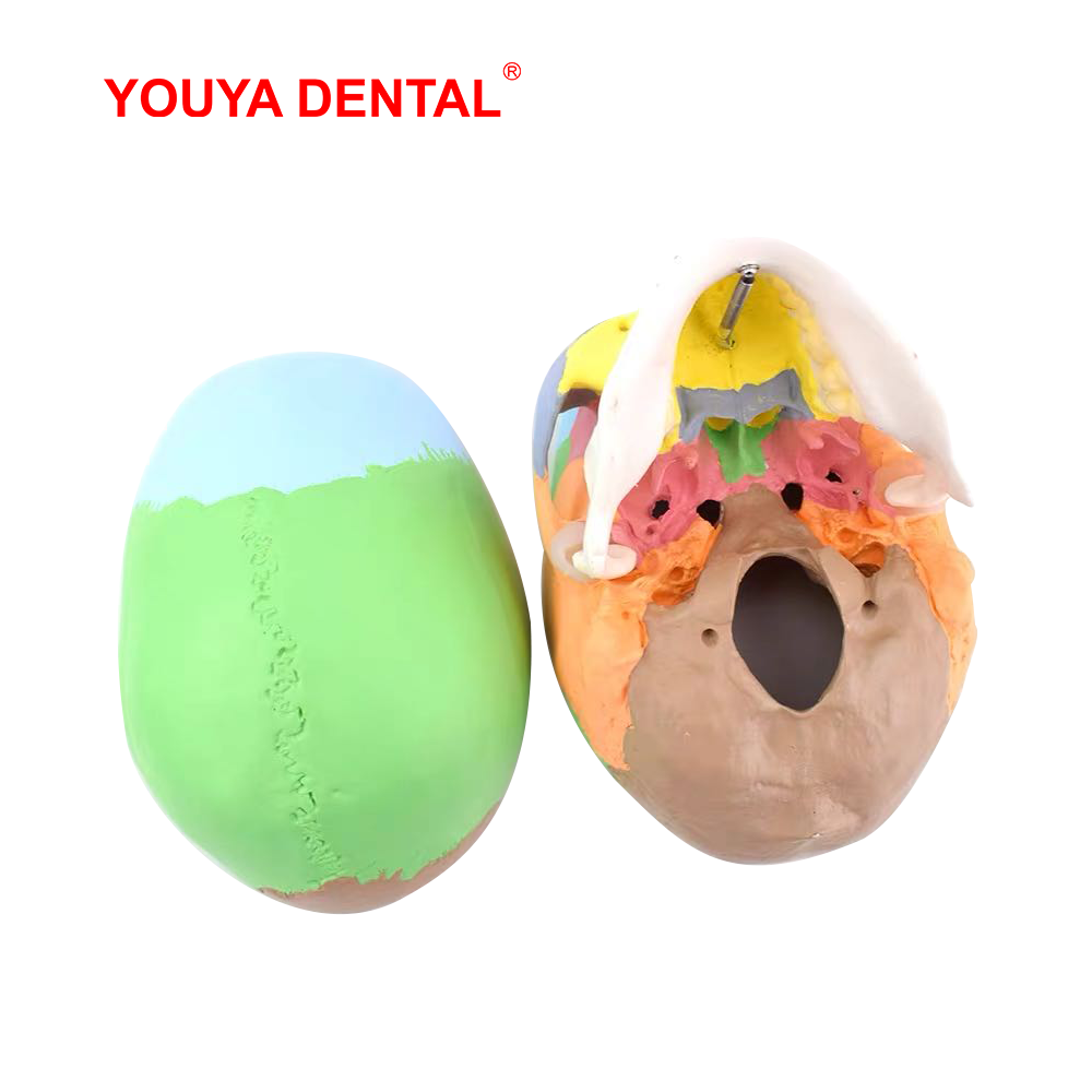 Con Người Trưởng Thành Đầu Lâu - đánh giá và giá 3D Printing Orthodontics